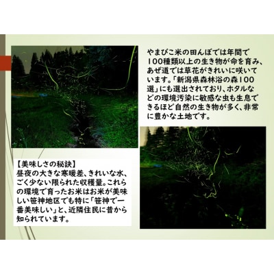 【令和8年産先行受付】【4回定期便】玄米黒酢農法コシヒカリ「やまびこ米」5kg(白米)