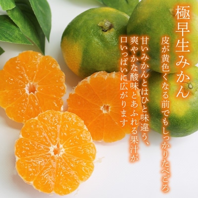 【先行予約】極早生みかん 5kg | 甘酸っぱい 秋の味覚 温州みかん みかん 蜜柑 ミカン 柑橘