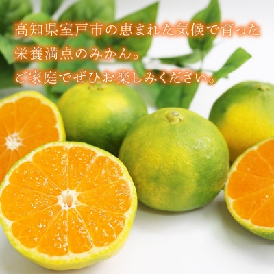 【先行予約】極早生みかん 5kg | 甘酸っぱい 秋の味覚 温州みかん みかん 蜜柑 ミカン 柑橘