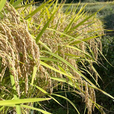 【定期便】淡路島の棚田米 3kg×3回　精米 白米　ae01099