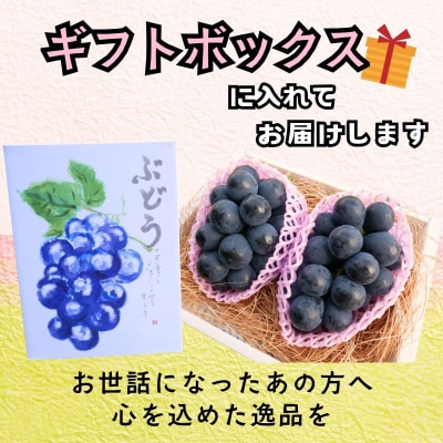 【先行予約】 ナガノパープル 2房 (約1kg) 《 2026年10月～発送 》 