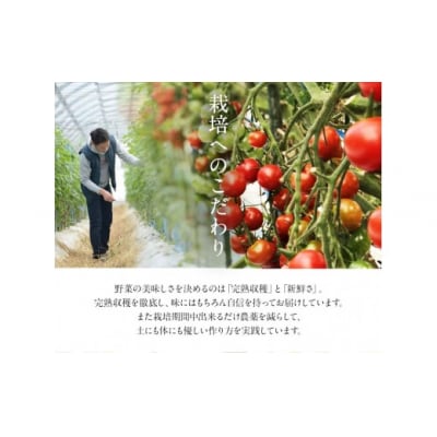 【令和8年熊本地震復興支】 【先行予約】「ミヤザキファーム」 宝石とまと 1.2kg 熊本県氷川町産