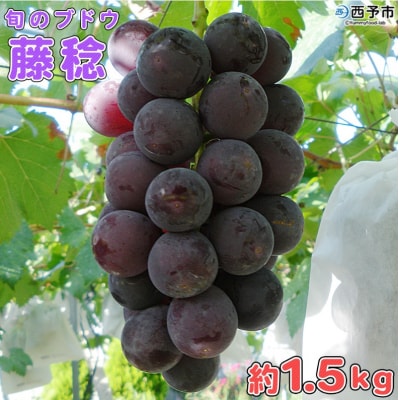 <旬のブドウ 西予市産 藤稔 約1.5kg>  果物 フルーツ ぶどう　おいしい　大きい 