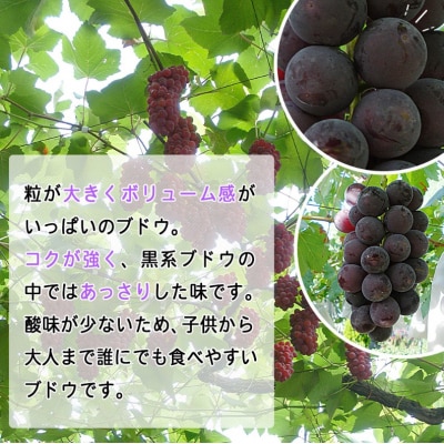 <旬のブドウ 西予市産 藤稔 約1.5kg>  果物 フルーツ ぶどう　おいしい　大きい 