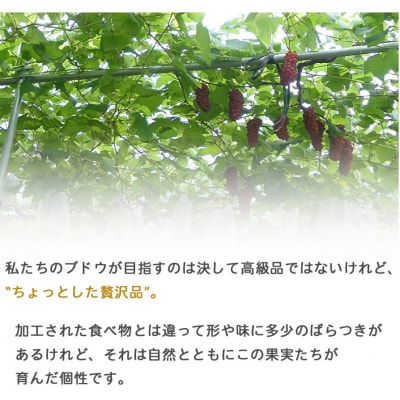 <旬のブドウ 西予市産 藤稔 約1.5kg>  果物 フルーツ ぶどう　おいしい　大きい 