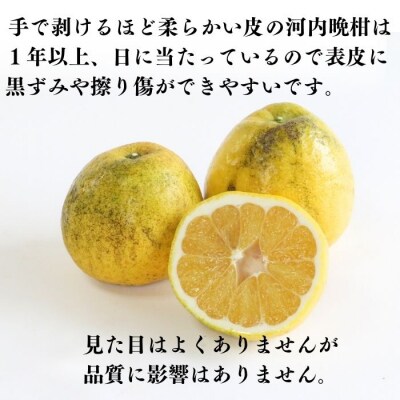【訳あり】 河内晩柑(愛南ゴールド) 5kg+傷み保証約1kg 吉本農園 みかん 愛媛県 愛南町