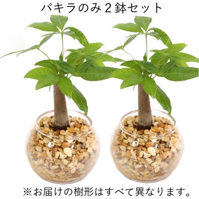 土を使わないで清潔なミニ観葉植物 ゼオライト植え・ガラス鉢 丸形 2鉢セット(パキラ)