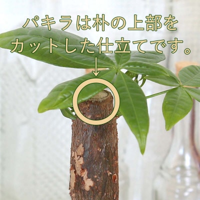 土を使わないで清潔なミニ観葉植物 ゼオライト植え・ガラス鉢 丸形 2鉢セット(パキラ)