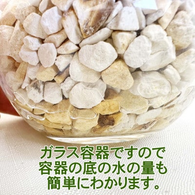 土を使わないで清潔なミニ観葉植物 ゼオライト植え・ガラス鉢 丸形 2鉢セット(パキラ)