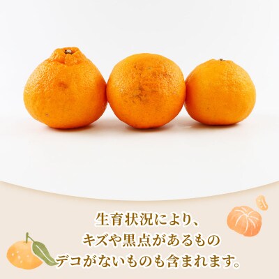 準贈答用 不知火 5kg 矢野青果 B012-171018