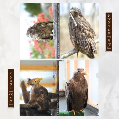 【 7日程度で発送 】 猛禽類医学研究所オリジナルクリアファイル 3種セット