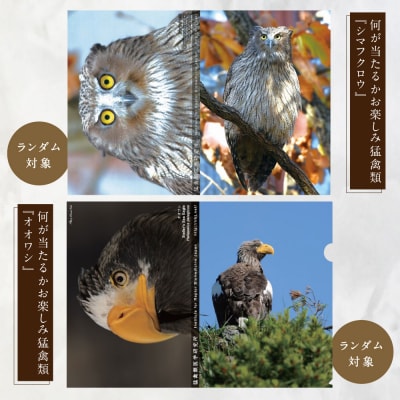 【 7日程度で発送 】 猛禽類医学研究所オリジナルクリアファイル 3種セット