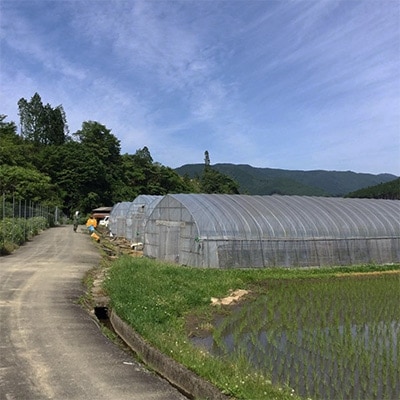 【熊谷農園】小石原トマト1.6kg