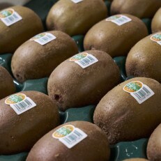福岡県産ブランドキウイ「甘うぃ」約1.5kg(12-15玉)(東峰村)