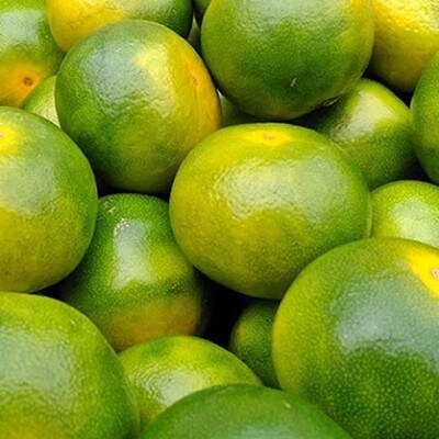 福岡産ブランドみかん　早味かん約2kg箱(東峰村)