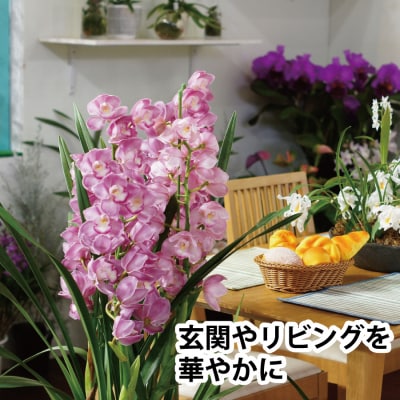 【ピンク】シンビジューム 6号鉢 3～4本立て