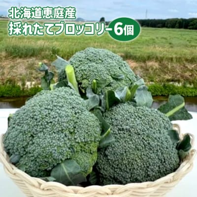 北海道恵庭産採れたてブロッコリー6個【80001002】