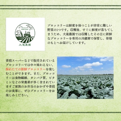 北海道恵庭産採れたてブロッコリー6個【80001002】