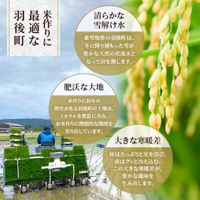 【先行予約】定期便 令和8年産 秋田県産あきたこまち 10kg 全3回[No.5325-0699]