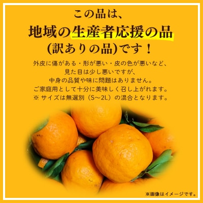 ポンカン訳あり3kg 3キロ 山北 yk-0082