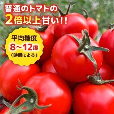 【先行受付】【全6回定期便】 フルティカ 1kg【2026年11月以降順次発送】 [AAM011]
