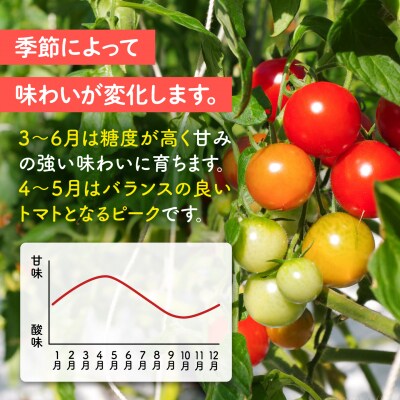 【先行受付】【全6回定期便】 フルティカ 1kg【2026年11月以降順次発送】 [AAM011]