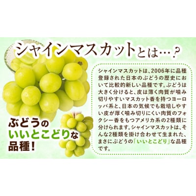 【さとふる限定】シャインマスカット 約1.3kg《9月上旬-11月中旬頃出荷》笠岡市