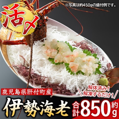 【活き〆冷凍】肝付町内之浦産　伊勢海老(えっがね)の刺身〈約850g〉　C47002