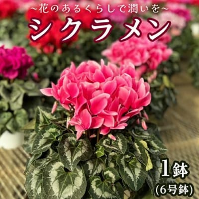 【 先行受付 11月下旬順次発送 】 シクラメン 6号鉢 1鉢 フラワーギフト [AJ001ya]