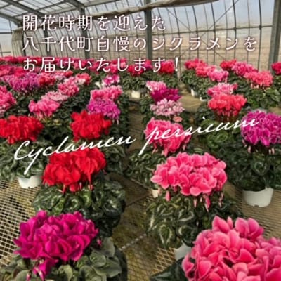 【 先行受付 11月下旬順次発送 】 シクラメン 6号鉢 1鉢 フラワーギフト [AJ001ya]