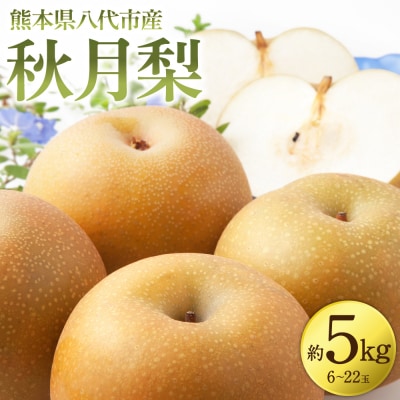 秋月梨 約5kg(6～22玉)_171-4411-D