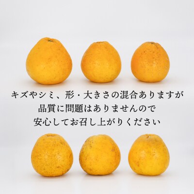 【先行予約】訳あり 愛南ゴールド(河内晩柑) 9kg (大玉) 石川ファーム