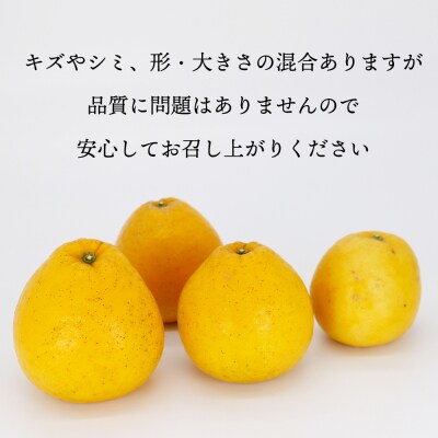 【先行予約】訳あり 愛南ゴールド(河内晩柑) 9kg  サイズ(Ⅿ～2Ⅼ) 石川ファーム
