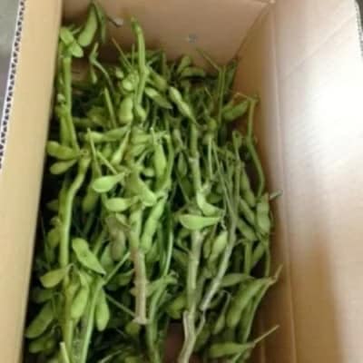 筑前クロダマル(黒大豆)の枝付枝豆 約4kg