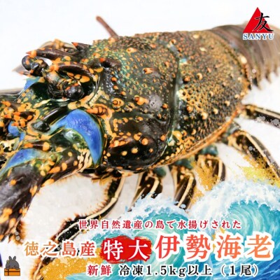 新鮮なまますぐ冷凍!!徳之島産冷凍“特大”伊勢海老1尾(1.5kg以上)
