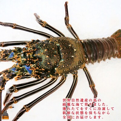 新鮮なまますぐ冷凍!!徳之島産冷凍“特大”伊勢海老1尾(1.5kg以上)