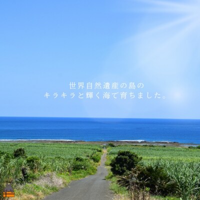 新鮮なまますぐ冷凍!!徳之島産冷凍“特大”伊勢海老1尾(1.5kg以上)