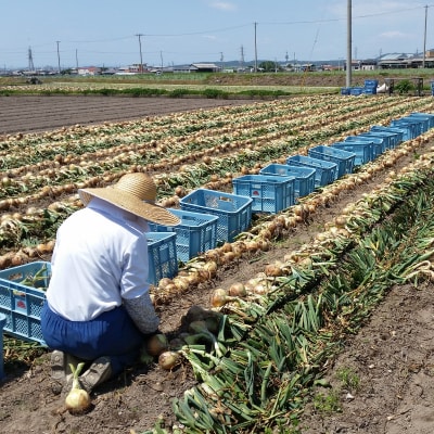 【あさひサンファーム】【混合3kg】兵庫県認証食品★特別栽培★淡路島たまねぎ