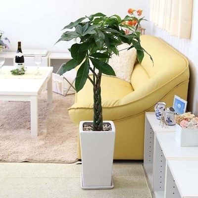 パキラ7号ホワイトスクエア陶器鉢ストレート【価格改定】