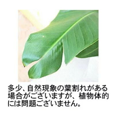 オーガスタ10号　ブラウンバスケット鉢カバー　ウッドチップ【価格改定】