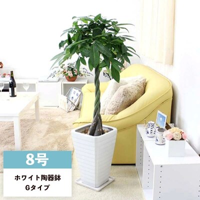 パキラ 8号 ホワイト陶器鉢 G 高さ:約1m～1.3m内外(鉢底より)【価格改定】