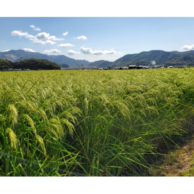 【岡山の酒】純米大吟醸　御前酒「特等雄町2.2白」720ml/真庭市