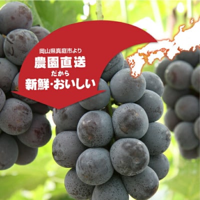 岡山県真庭市産　ニューピオーネ 3～4房 2kg　(pione01)