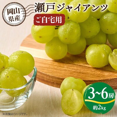 瀬戸ジャイアンツ(ご自宅用) 2kg前後