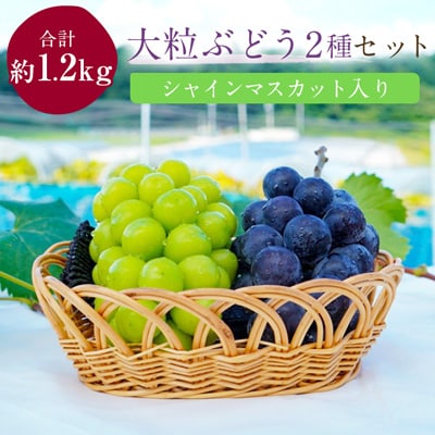 【岡山県真庭市】大粒ぶどう2種セット シャインマスカット入り　(合計約1.2kg)　