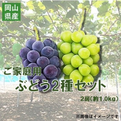 【2026年先行予約】訳あり NISSHOKU FARM ご家庭用ぶどう2種セット 約1.0kg