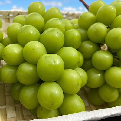 【発送月固定定期便】10～12月 大粒ぶどうの詰合せ全3回