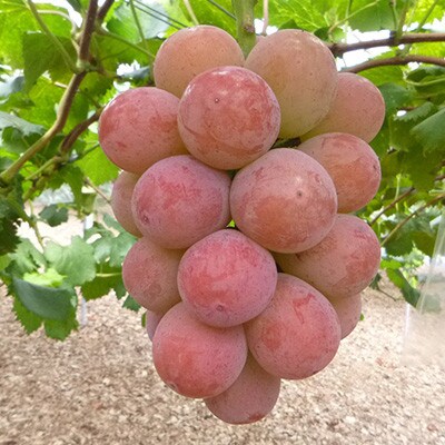 【発送月固定定期便】10～12月 大粒ぶどうの詰合せ全3回