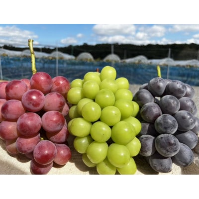 【発送月固定定期便】9月～12月 大粒ぶどうの詰め合わせ全4回