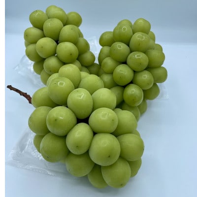 【発送月固定定期便】9月～12月 大粒ぶどうの詰め合わせ全4回